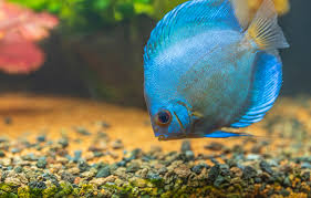 Blue Discus